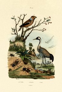 クリケット、1833-39 作： French School